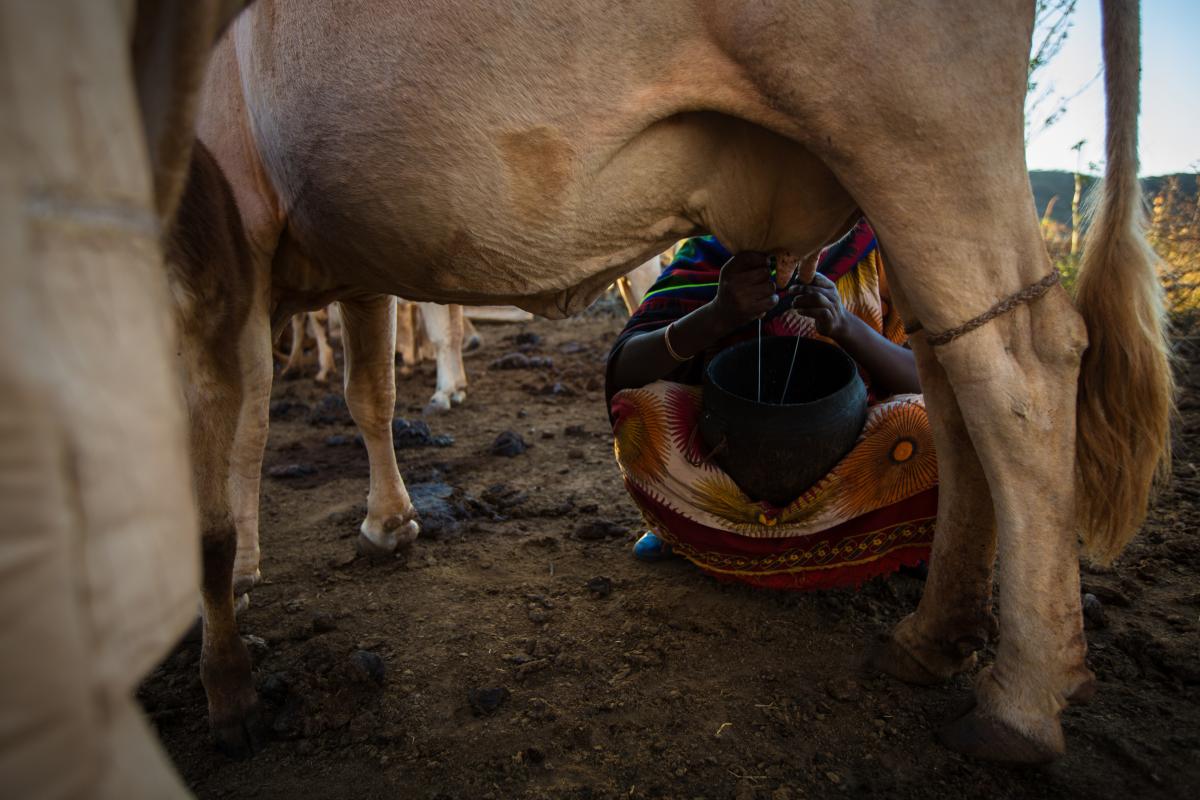 Dairy Farming in Ethiopia